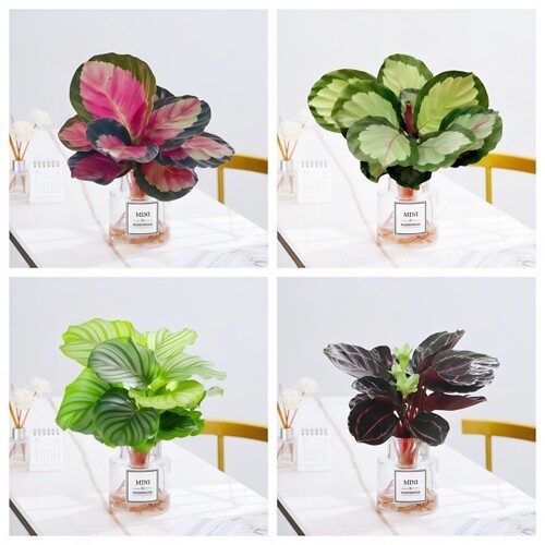 水培植物室内好养耐阴青苹果竹芋