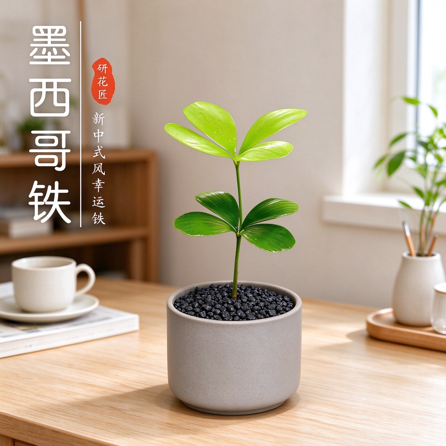 墨西哥铁树四叶幸运草室内办公桌绿植小盆栽古风盆景迷你懒人植物