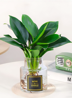 铂金钻绿公主盆栽水培植物室内好养净化空气耐阴客厅办公室小盆栽