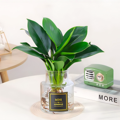 绿公主水培植物室内好养净化空气