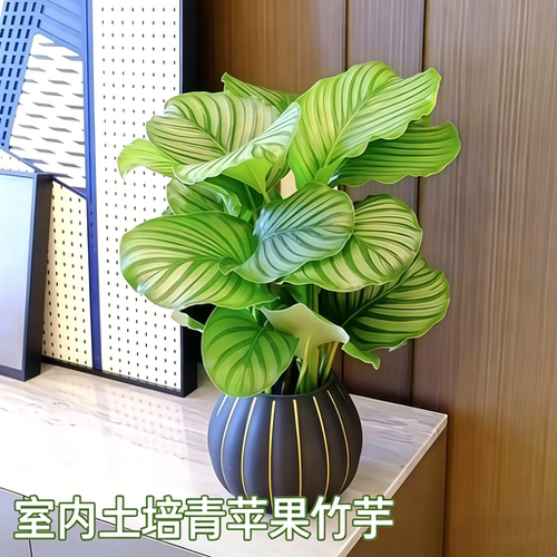 青苹果竹芋室内办公净化空气好养