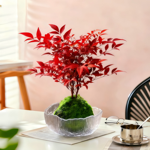 火焰南天竹盆栽耐寒绿植观叶盆景