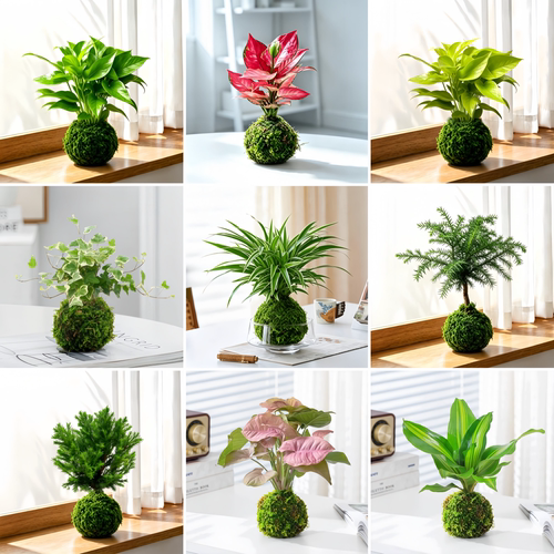 懒人易养苔藓球小盆栽水培植物