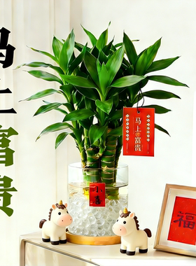 马年马上富贵水培富贵竹带根好养办公室内客厅招财绿植文昌竹送礼