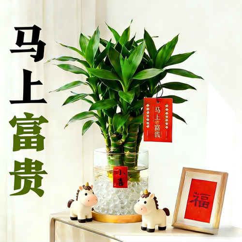 马年马上富贵水培富贵竹好养送礼