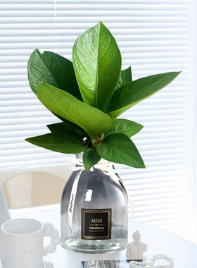 水培植物聚宝盆绿植盆栽室内花卉办公室桌面开业客厅植物净化空气