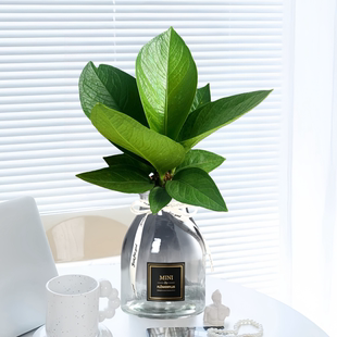 水培植物聚宝盆绿植盆栽室内花卉办公室桌面开业客厅植物净化空气