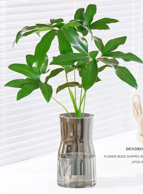 印第安羽毛水培植物室内好养活绿植盆栽办公桌面五子登科四季常青