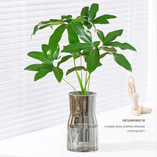 印第安羽毛水培植物室内好养活绿植盆栽办公桌面五子登科四季常青