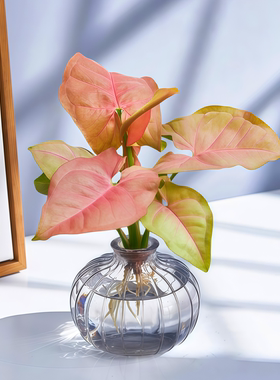 水培植物室内好养活合果芋红粉佳人水养绿植客厅桌面办公四季常青