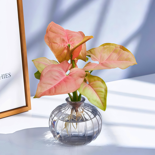 水培植物多彩合果芋室内桌面好养