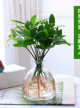 水培植物驱蚊竹柏富贵竹招财竹室内办公室好养活绿植盆栽客厅花卉