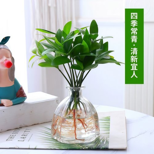 竹柏室内办公室驱蚊水培好养