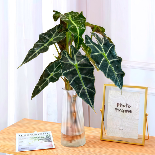 大仙女海芋水培植物小仙女绿植