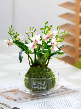 七彩香水石斛兰盆栽四季常青好养活苔藓室内绿植花卉植物净化空气