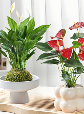 白掌绿植一帆风顺红掌盆栽办公室内桌面四季常青懒人水培好养植物