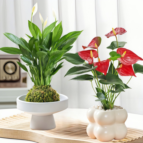 红掌白掌绿植盆栽好养活四季好养