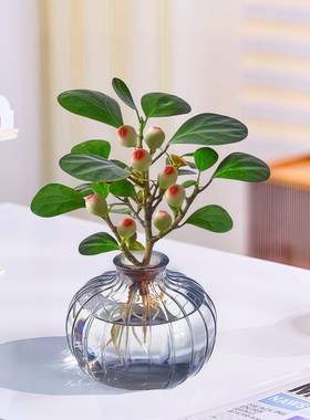 水培植物带果小盼菩提树苔藓球植物办公客厅室内桌面绿植四季盆景