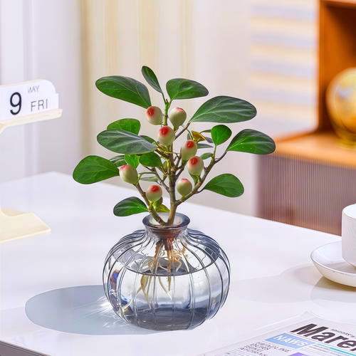 水培小盼菩提树带果办公室内好养