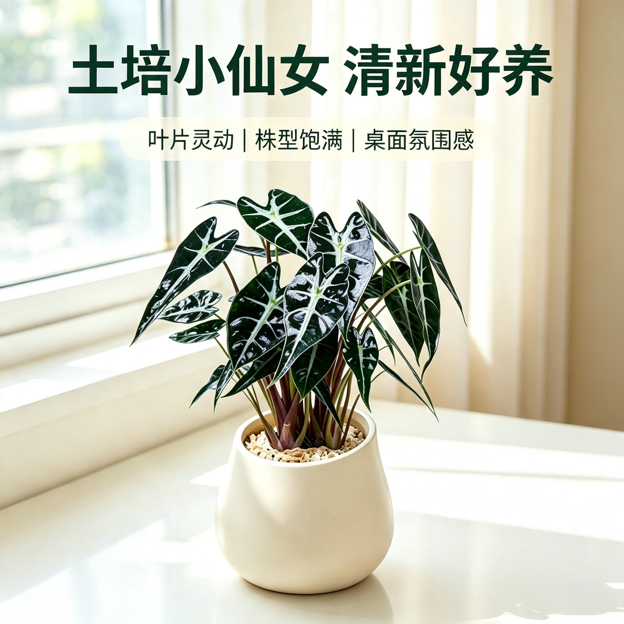 小仙女海芋盆栽苔藓球植物好养图片
