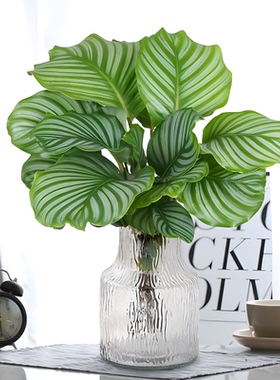 水培植物室内好养青苹果竹芋绿植盆栽四季适合客厅办公桌大叶耐阴