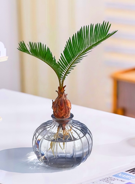 苏铁树水培植物室内好养办公桌面盆栽苔藓球耐活水养绿植四季常青