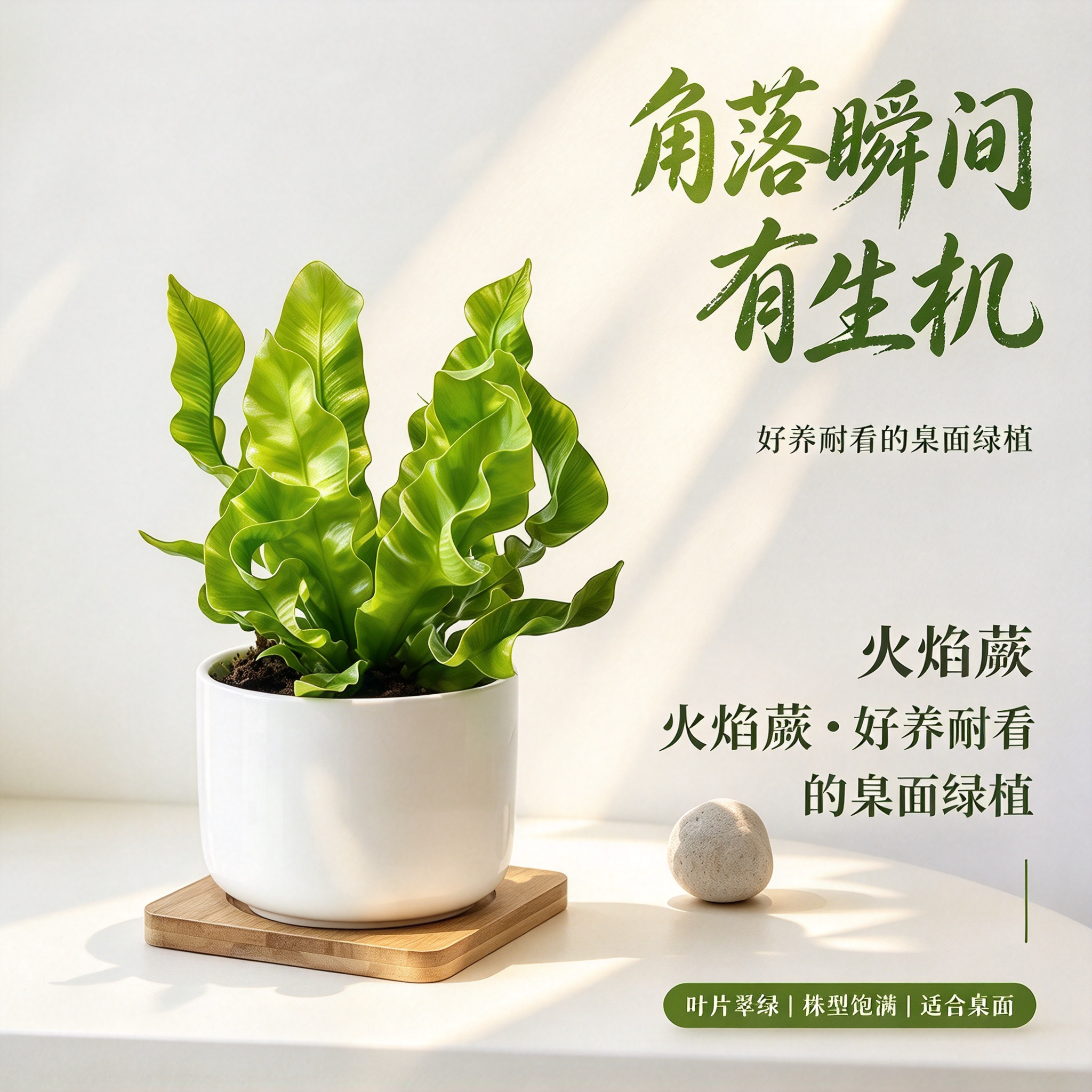 网红懒人水培绿植鸟巢蕨类盆栽吉姆蕨室内观叶植物净化空气好养活