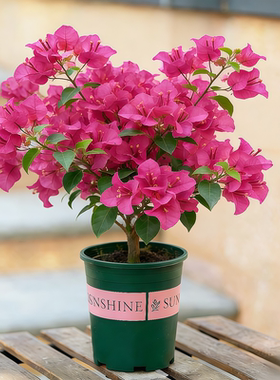 重瓣玫红三角梅带花苞盆栽室内桌面绿植含盆易养护阳台植物花卉苗