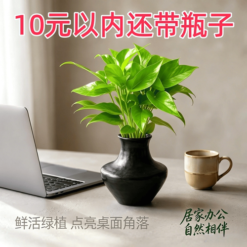 绿萝水培黄金葛桌面绿植懒人好养