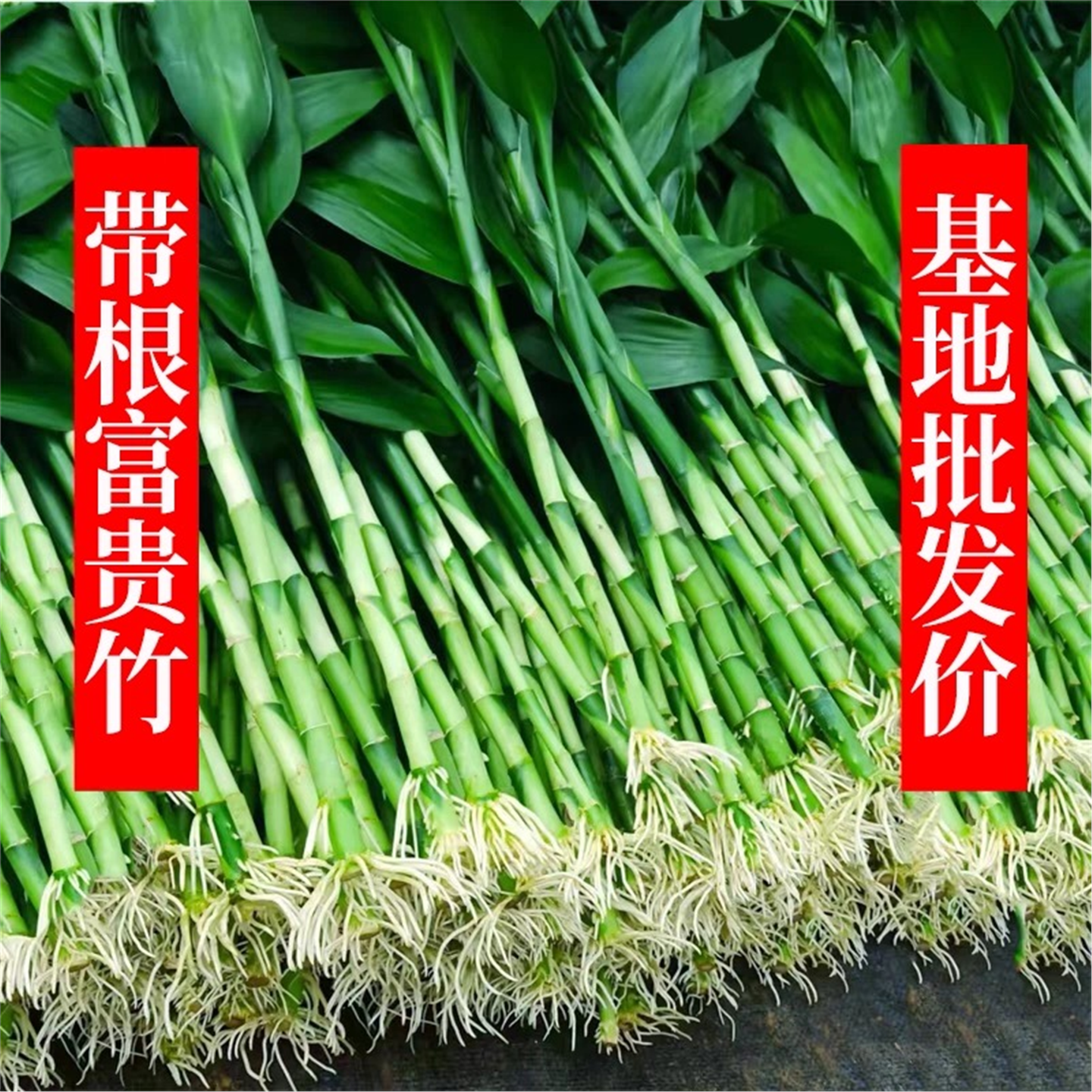 带根富贵竹水培植物水养水竹客厅室内发财招财盆栽绿萝绿植鲜花卉