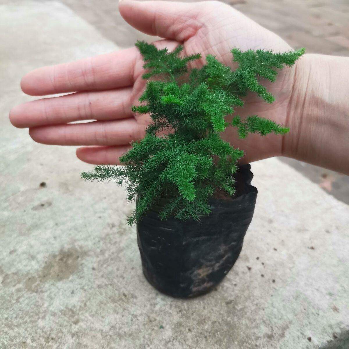 唐山矮生云竹文竹云松竹办公室内好养绿植桌面长青小盆栽四季常绿