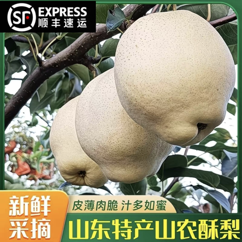 山农酥梨脆甜无渣皮薄肉厚耐储存