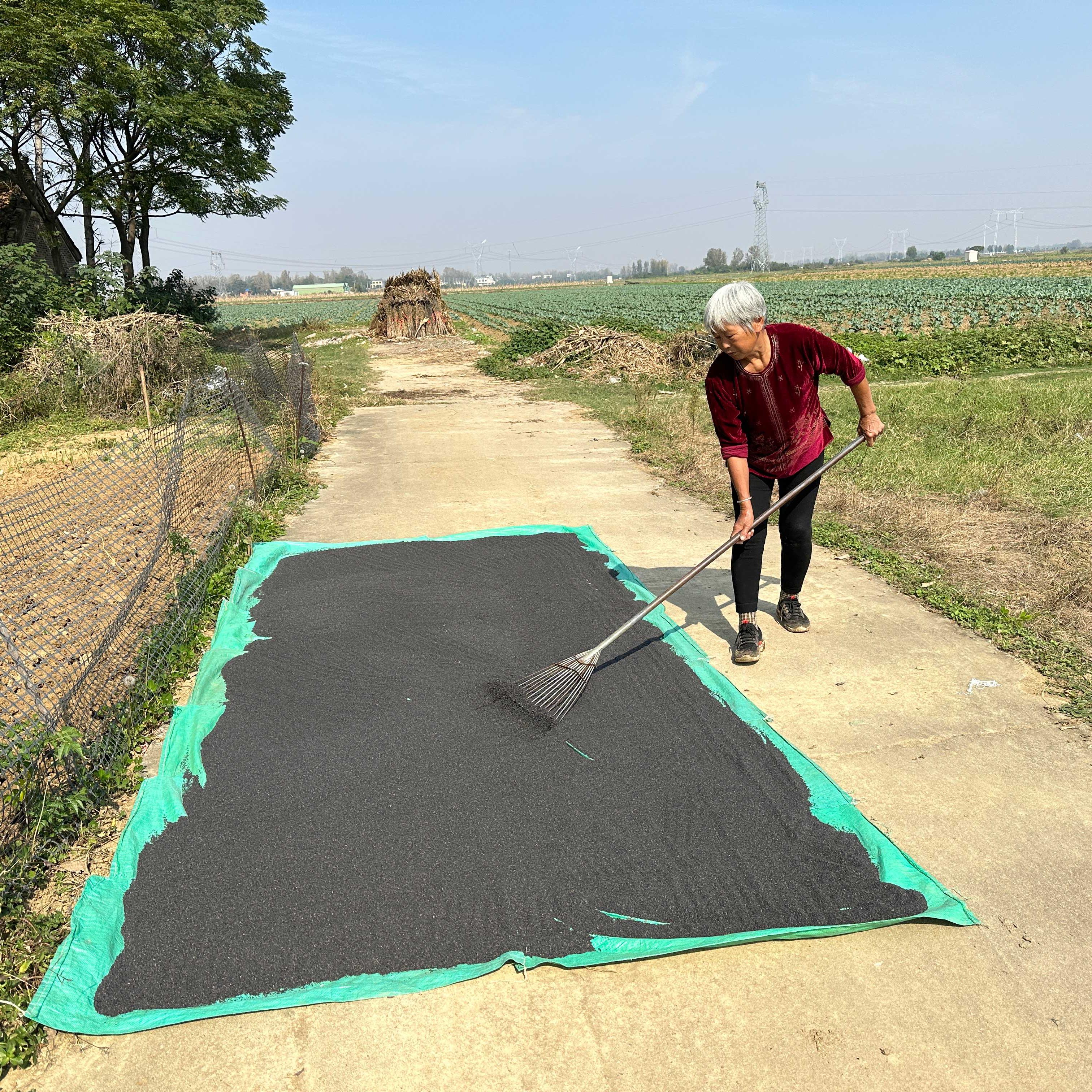 农家自种2025年新鲜生芝麻