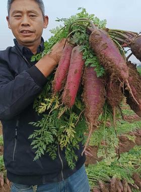 老品种笨丑紫色胡萝卜5斤（到货个别会断裂，大小都有介意慎拍）