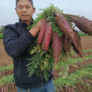 老品种笨丑紫色胡萝卜5斤(到货个别会断裂,大小都有介意慎拍)