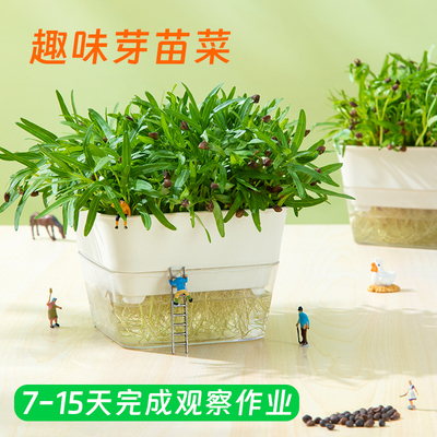 7天完成观察作业水培豆芽蔬菜