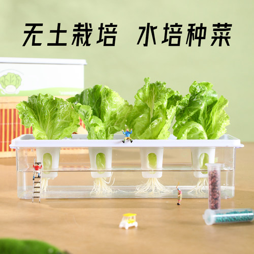 透明水培种菜盆干净卫生超简单