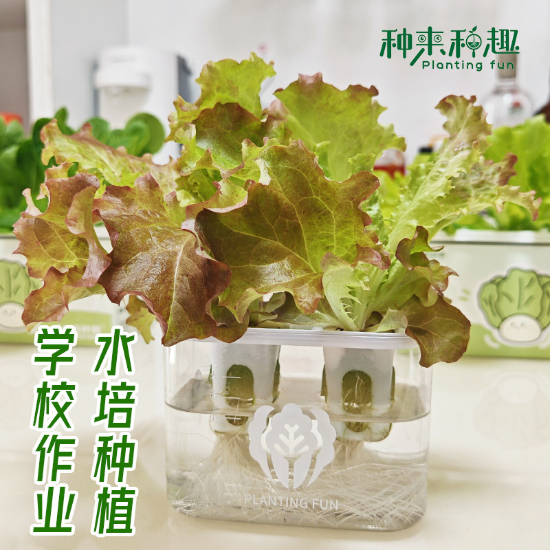 学生水培蔬菜种植观察作业幼儿园无土栽培实验水培生培种植小盆栽