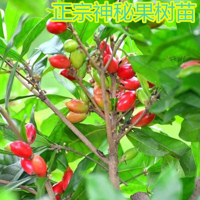 绿植神秘果树苗四季开花当年结果变味果盆栽果树带叶带花带果包邮
