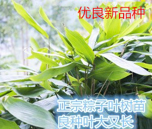 大粽叶树苗四季可种植苗棕叶苗包粽子叶树苗成活率高庭院盆栽苗图片