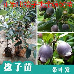 桃金娘树苗捻子果苗山菍子树地稔子小苗常绿南方北方种植庭院盆栽