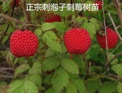 刺泡树种子刺莓泡树种子树莓苗 