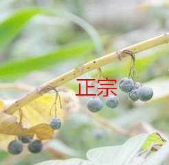 黄精种植苗姜型多花苗甜安徽老虎姜种苗黄精种苗新鲜玉竹种苗包邮