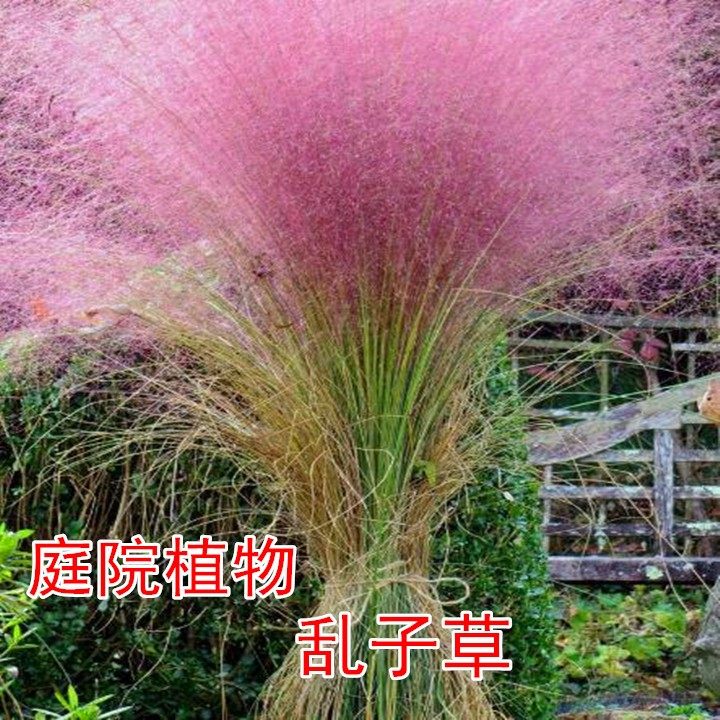 粉黛乱子草盆栽 庭院花园多年生观叶草盆栽 花镜植物
