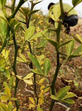 带刺枸橘枳壳苗绿篱苗刺树苗篱笆栅栏铁篱寨枳护院植物浑身都是刺
