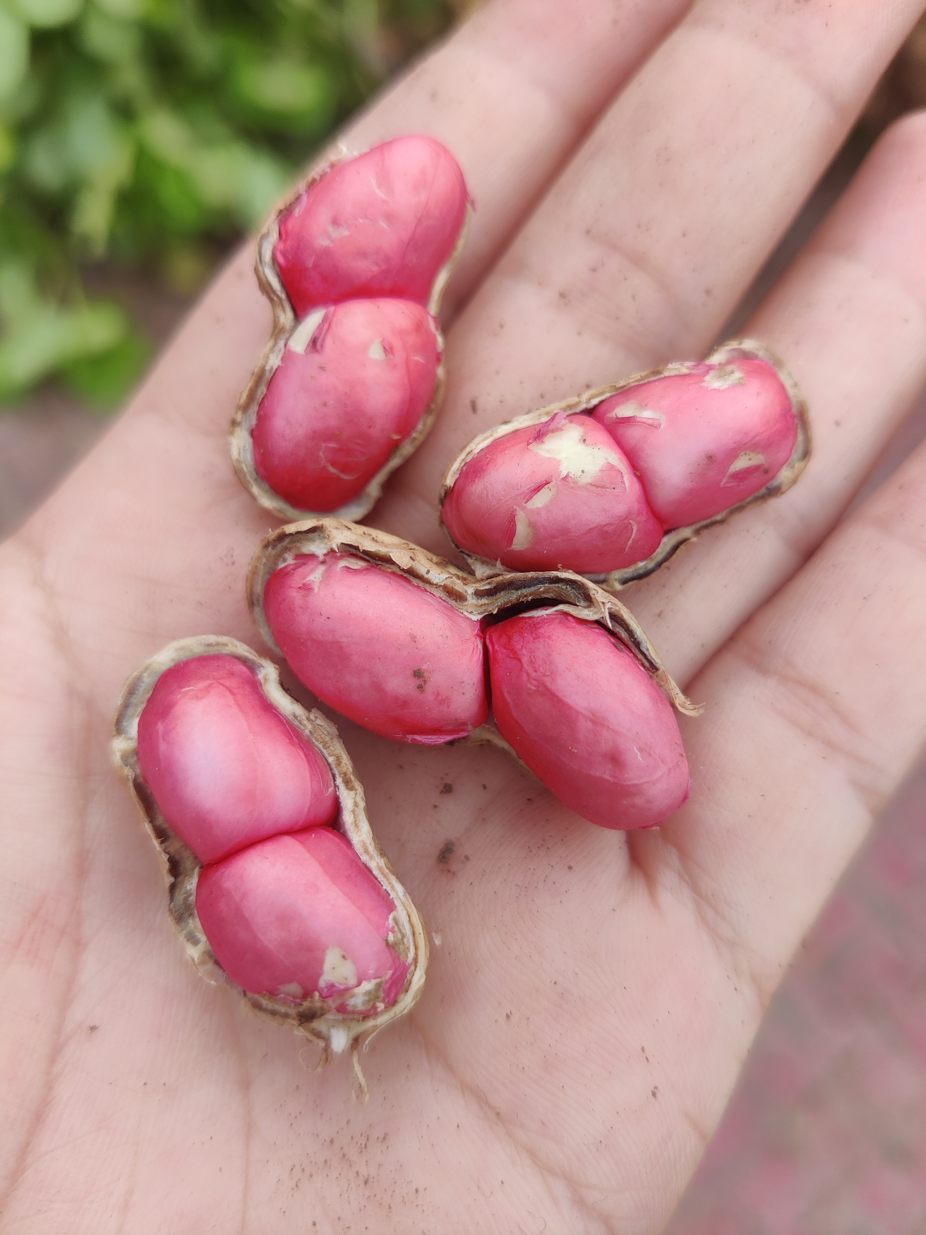 四川新鲜花生泥巴花生现挖湿花生带壳生花生红皮花生米红衣花生