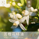珍香苦橙花单方精油纯花无枝叶天然植物香薰助眠扩香面部护肤按摩