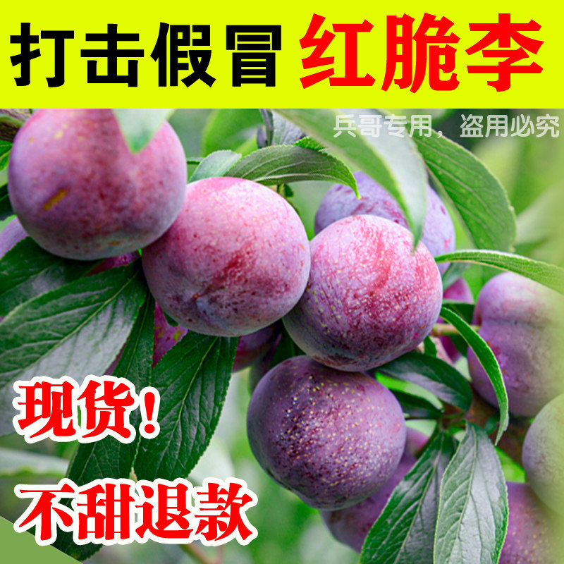 （京东顺丰阿坝红脆李红蜂糖李汶川脆李新鲜青红脆李李空心脱骨李