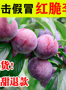 （京东顺丰阿坝红脆李红蜂糖李汶川脆李新鲜青红脆李李空心脱骨李