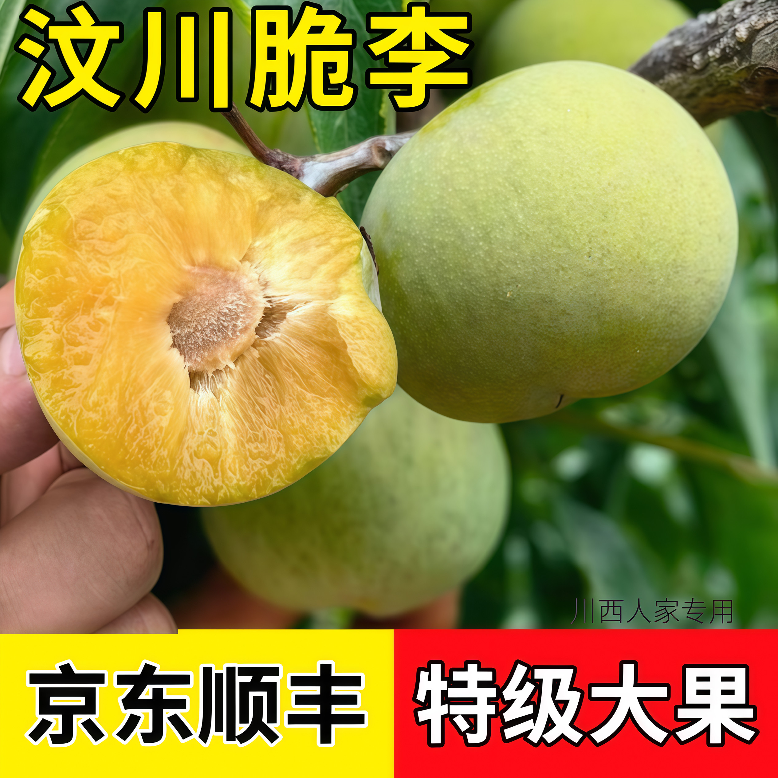 （京东顺丰）四川汶川脆李新鲜青李子